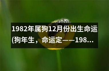 1982年属狗12月份出生命运(狗年生，命运定——1982年属狗人生运解析)