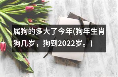 属狗的多大了今年(狗年生肖狗几岁，狗到2025岁。)