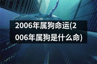 2006年属狗命运(2006年属狗是什么命)