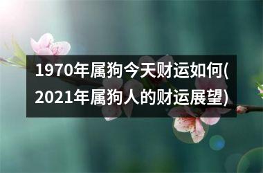 1970年属狗今天财运如何(2025年属狗人的财运展望)