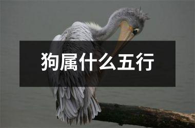 狗属什么五行