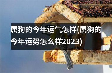 属狗的今年运气怎样(属狗的今年运势怎么样2025)