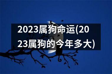 2025属狗命运(2025属狗的今年多大)