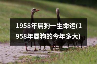 <h3>1958年属狗一生命运(1958年属狗的今年多大)