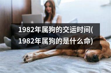 1982年属狗的交运时间(1982年属狗的是什么命)