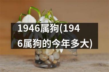 1946属狗(1946属狗的今年多大)