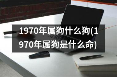 1970年属狗什么狗(1970年属狗是什么命)