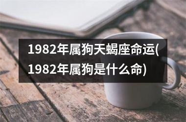 1982年属狗天蝎座命运(1982年属狗是什么命)