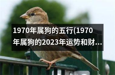 1970年属狗的五行(1970年属狗的2025年运势和财运怎么样)