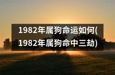 1982年属狗命运如何(1982年属狗命中三劫)