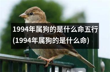 1994年属狗的是什么命五行(1994年属狗的是什么命)