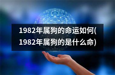 1982年属狗的命运如何(1982年属狗的是什么命)