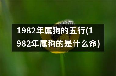 1982年属狗的五行(1982年属狗的是什么命)