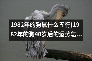 1982年的狗属什么五行(1982年的狗40岁后的运势怎么样)