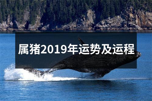 <h3>属猪2019年运势及运程