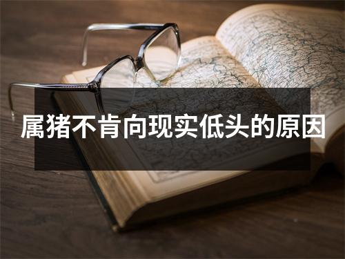 属猪不肯向现实低头的原因