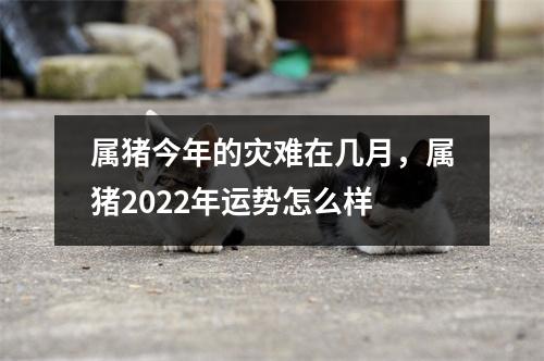 属猪今年的灾难在几月，属猪2025年运势怎么样