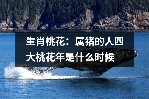 <h3>生肖桃花：属猪的人四大桃花年是什么时候
