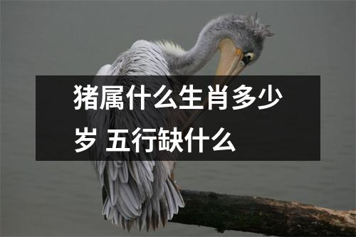 猪属什么生肖多少岁五行缺什么