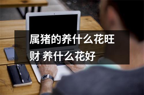 <h3>属猪的养什么花旺财养什么花好