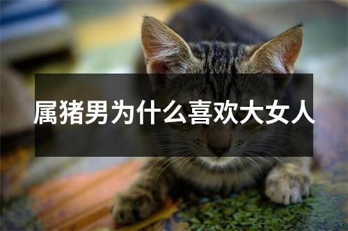 <h3>属猪男为什么喜欢大女人