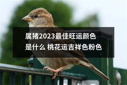 属猪2025佳旺运颜色是什么桃花运吉祥色粉色