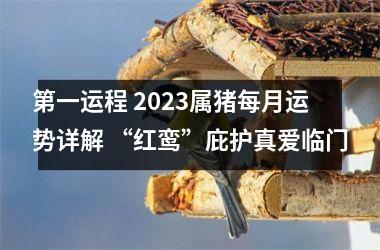 第一运程 2025属猪每月运势详解 “红鸾”庇护真爱临门