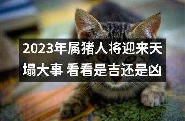 2025年属猪人将迎来天塌大事 看看是吉还是凶