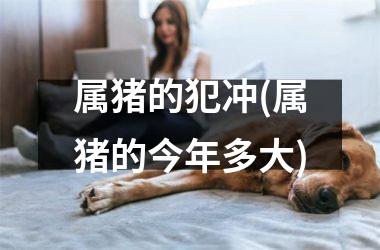 属猪的犯冲(属猪的今年多大)