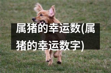 <h3>属猪的幸运数(属猪的幸运数字)