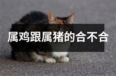 属鸡跟属猪的合不合