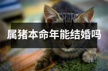 属猪本命年能结婚吗