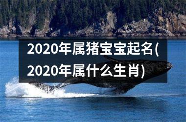 <h3>2025年属猪宝宝起名(2025年属什么生肖)