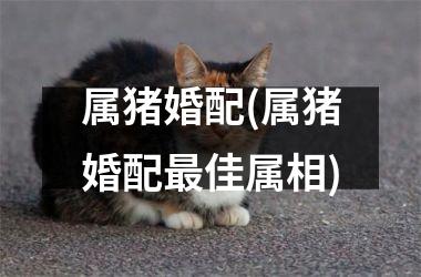 属猪婚配(属猪婚配佳属相)