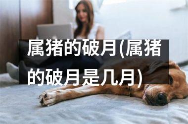 属猪的破月(属猪的破月是几月)