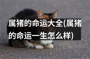 属猪的命运大全(属猪的命运一生怎么样)