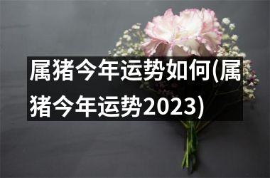 属猪今年运势如何(属猪今年运势2025)