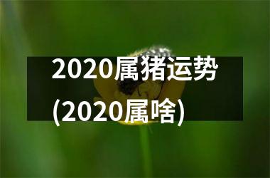 2025属猪运势(2025属啥)