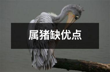 属猪缺优点