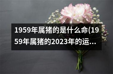 1959年属猪的是什么命(1959年属猪的2025年的运势及运程)