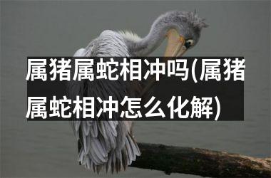 属猪属蛇相冲吗(属猪属蛇相冲怎么化解)