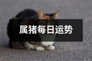 属猪每日运势