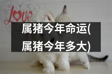 属猪今年命运(属猪今年多大)