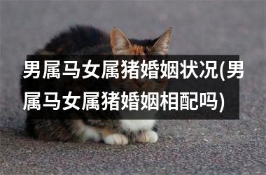 <h3>男属马女属猪婚姻状况(男属马女属猪婚姻相配吗)