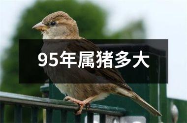 <h3>95年属猪多大