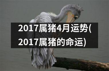 2017属猪4月运势(2017属猪的命运)