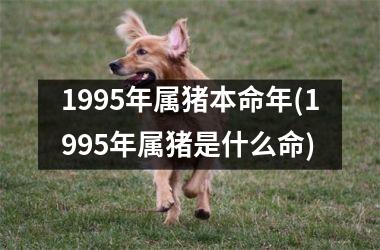 1995年属猪本命年(1995年属猪是什么命)