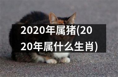 2025年属猪(2025年属什么生肖)