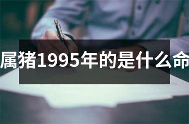 属猪1995年的是什么命