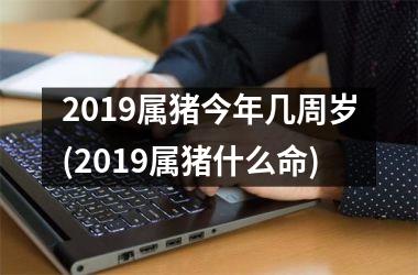 2019属猪今年几周岁(2019属猪什么命)